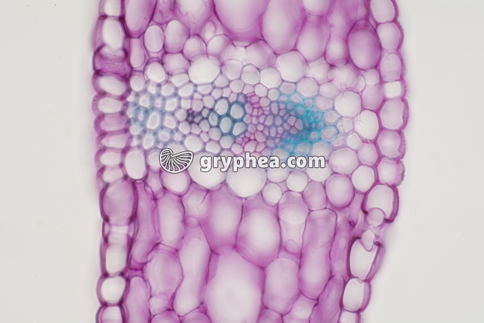 Feuille de Muguet CT x100 - gryphea.com